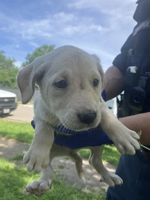 A baby medium-sized male Mixed Breed dog named Pup for adoption in Dallas, TX