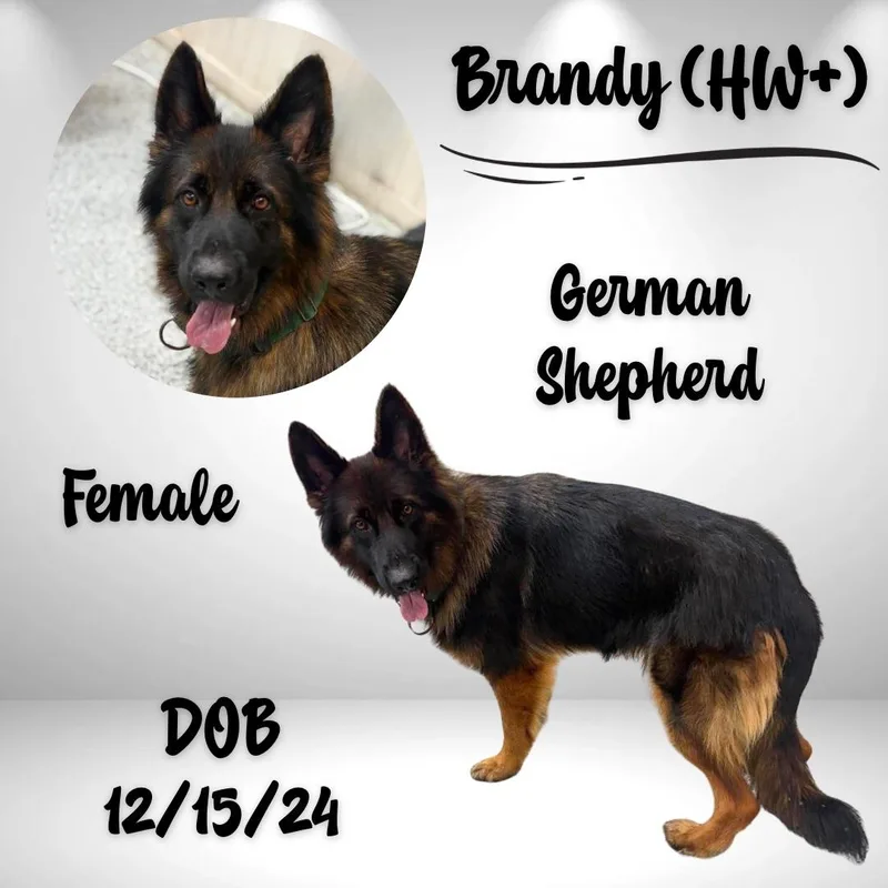 A young large-sized female Bicolor German Shepherd Dog dog named Brandy for adoption in Caldwell, TX