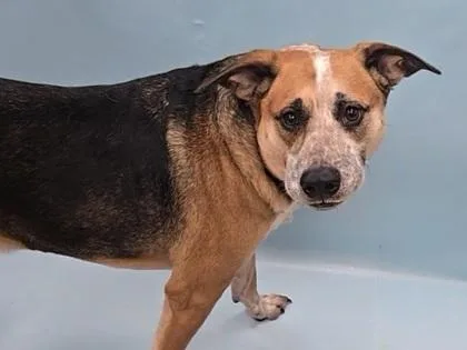 An adult large-sized male Hound dog named Zulu for adoption in Coon Rapids, MN