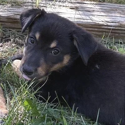 A baby medium-sized female Black Mixed Breed dog named Reba for adoption in Prescott, AZ