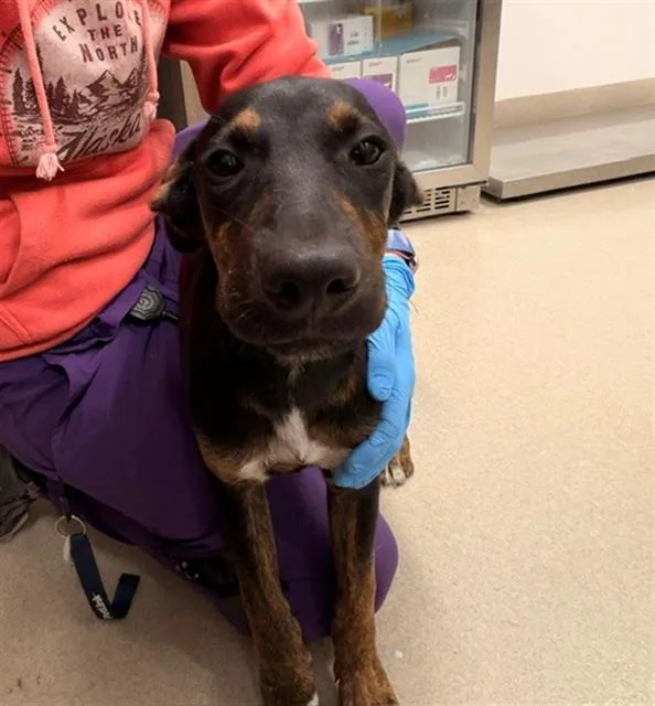 A baby small-sized male German Shepherd Dog dog named October for adoption in Baytown, TX