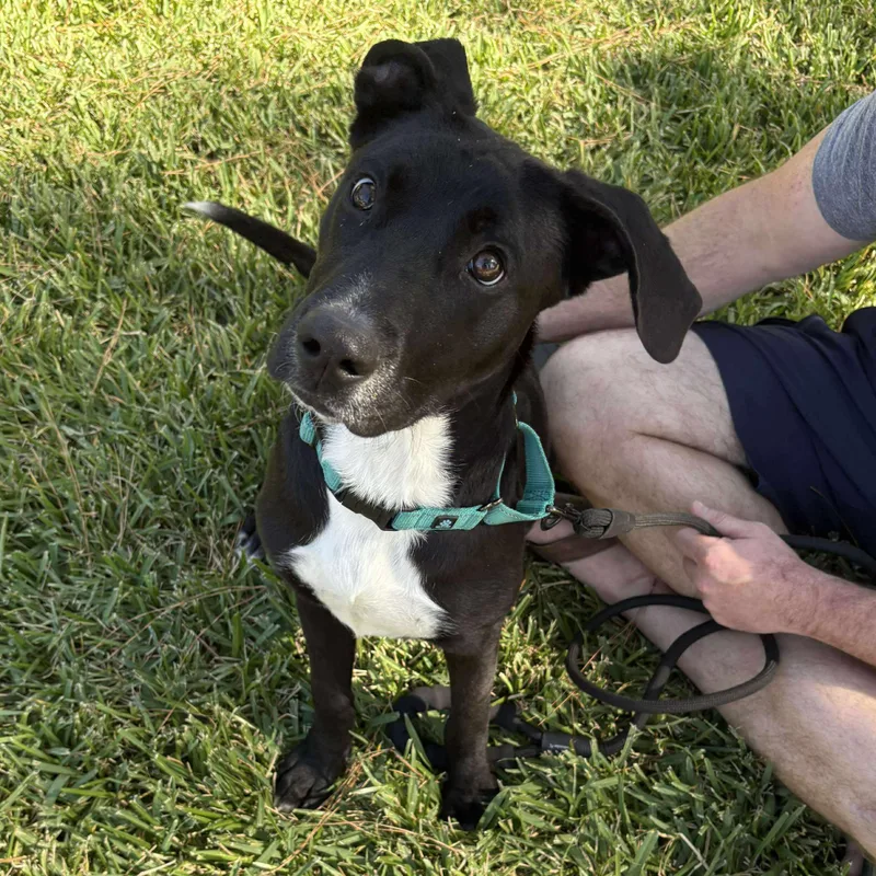 A young medium-sized female Black Black Labrador Retriever dog named Stacy for adoption in Humble, TX