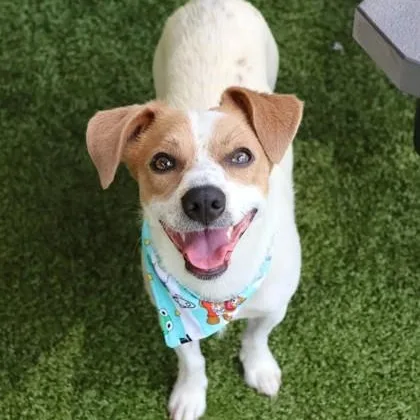 An adult small-sized male Mixed Breed dog named Reacher for adoption in Athens, GA