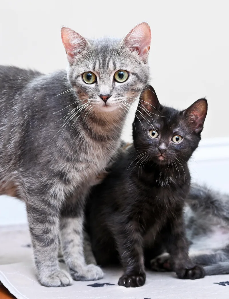 A baby medium-sized male Black Domestic Short Hair cat named Orca for adoption in Chattanooga, TN