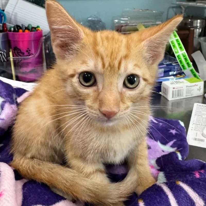 A baby small-sized male Orange / Red Domestic Medium Hair cat named Ted for adoption in Seminole, FL