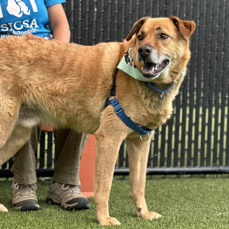 An adult large-sized male Brown / Chocolate Mixed Breed dog named Old Yeller for adoption in Washington Township, OH