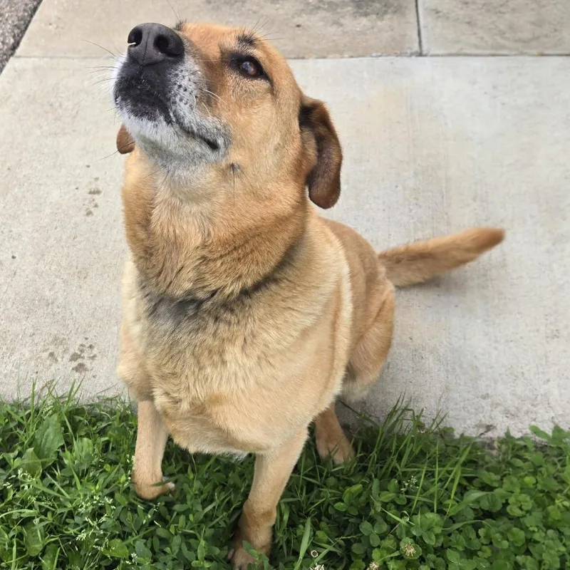 Old Yeller thumbnail 5