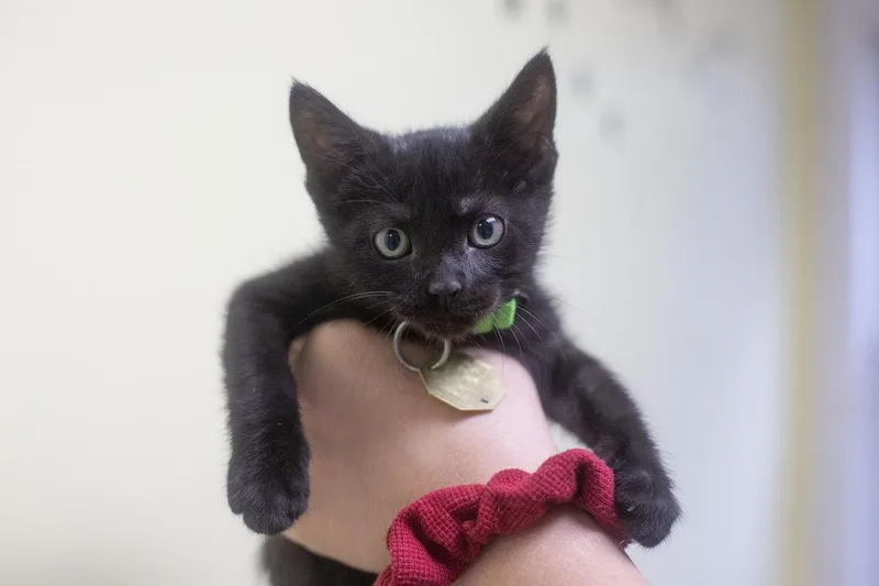 An adult small-sized male Black Domestic Short Hair cat named Raymond for adoption in Mountain Home, AR