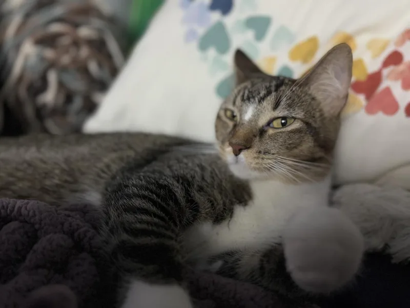 A young medium-sized female Domestic Short Hair cat named Nova Sweeties for adoption in Chandler, AZ