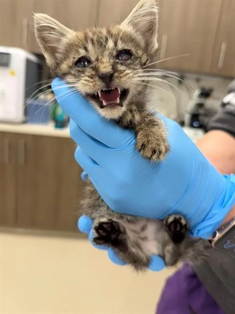A baby small-sized female Domestic Short Hair cat named Isadora for adoption in Baytown, TX