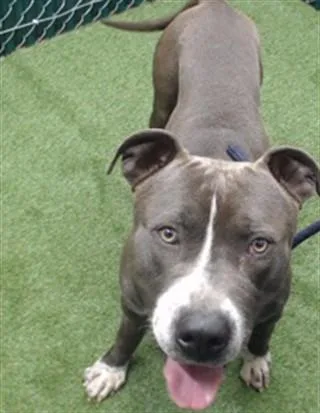 A young medium-sized male Pit Bull Terrier dog named Evan for adoption in Downey, CA