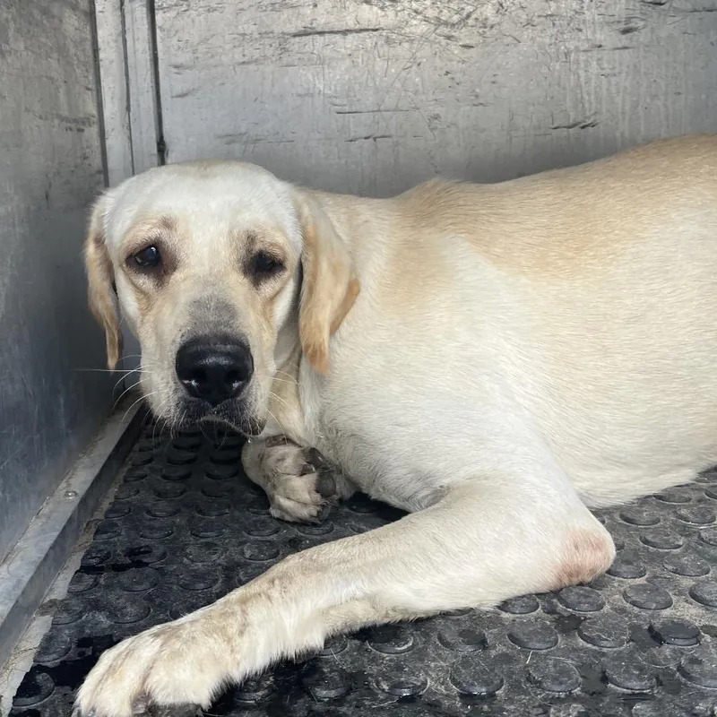 An adult medium-sized female Yellow / Tan / Blond / Fawn Labrador Retriever dog named Bonnie Bun for adoption in Edinburg, TX
