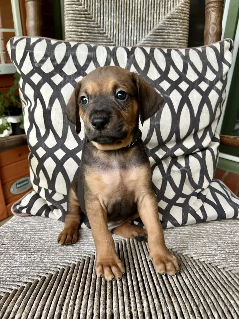 Rudy