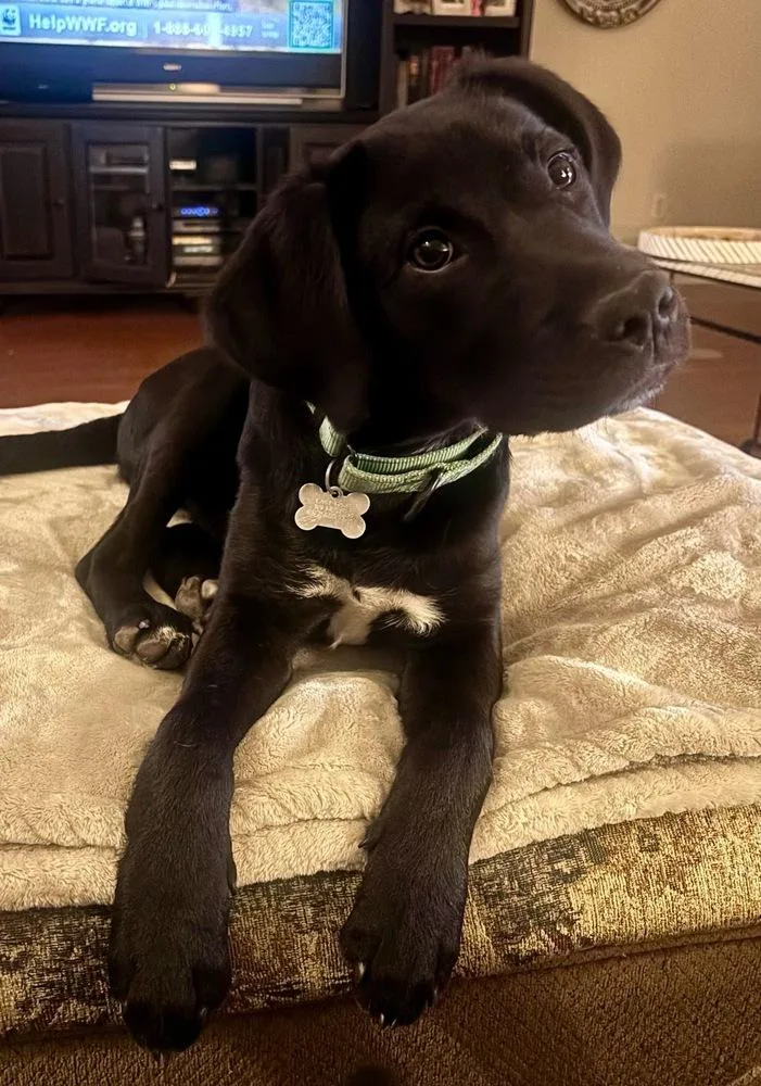 Piston Big Rig thumbnail 2