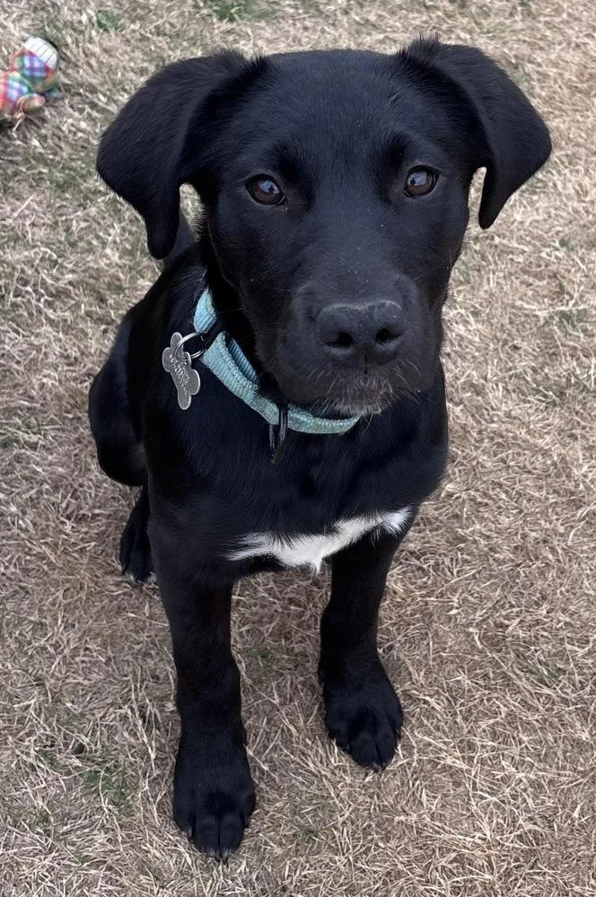 Piston Big Rig thumbnail 3