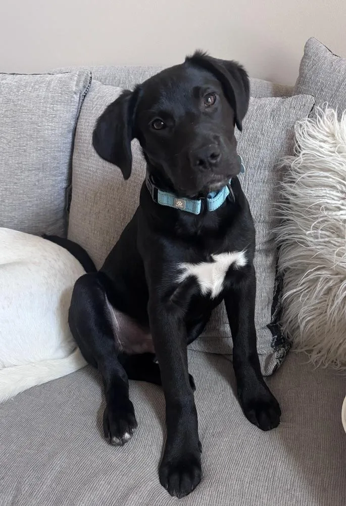 Piston Big Rig thumbnail 4