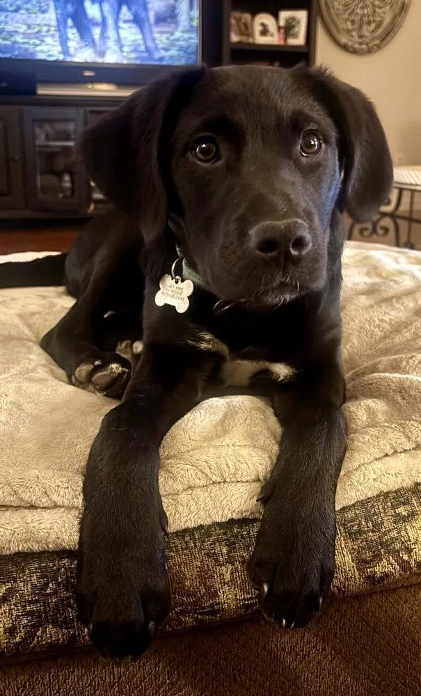 Piston Big Rig thumbnail 5