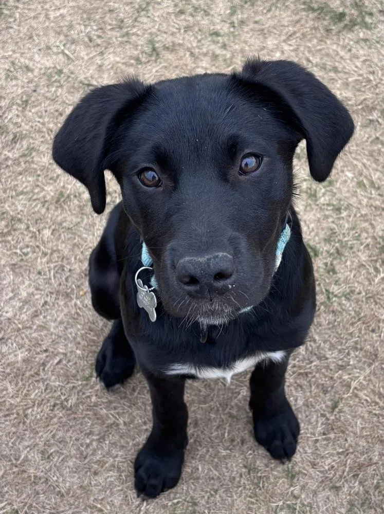 Piston Big Rig thumbnail 6