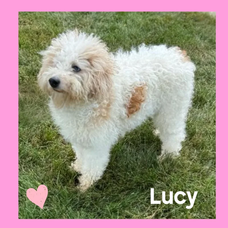 An adult small-sized female Miniature Poodle dog named Lucy for adoption in Mokena, IL