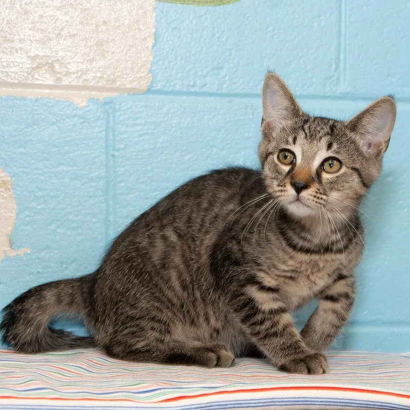 A baby small-sized male Domestic Short Hair cat named Clove for adoption in Troy, OH