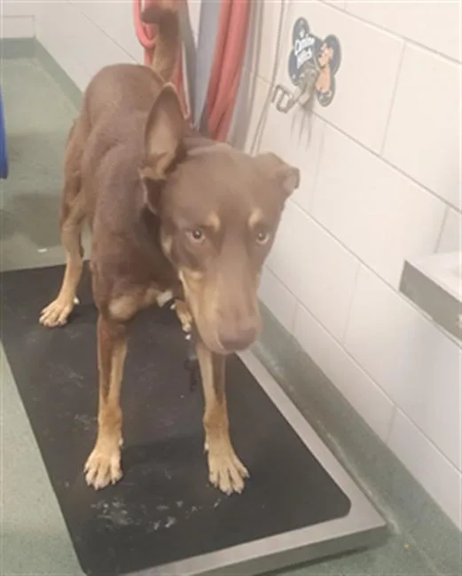 A young large-sized male Mixed Breed dog named Cholo for adoption in Santa Fe, NM