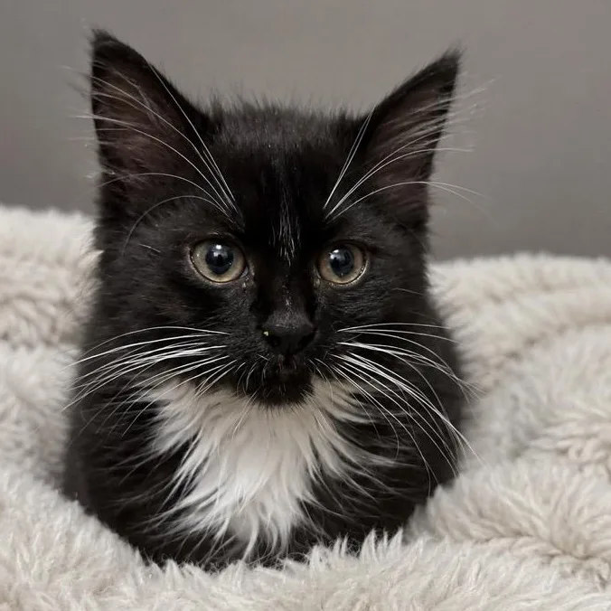 A baby small-sized female Black & White / Tuxedo Domestic Long Hair cat named Iris for adoption in Andover, MN