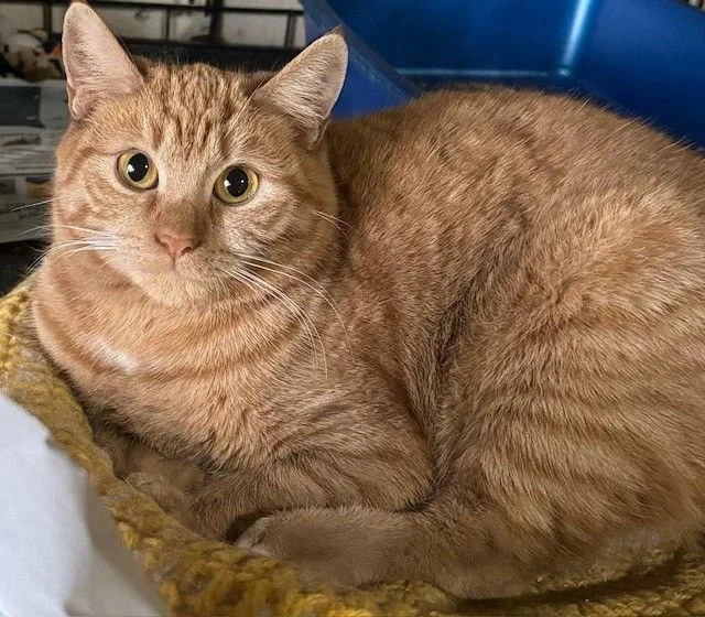An adult small-sized female Manx cat named Dynamite for adoption in Apollo, PA