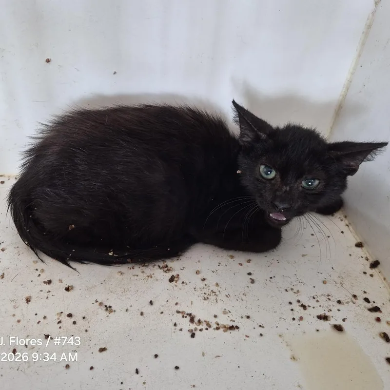 A baby small-sized male Black Domestic Short Hair cat named TXACStray for adoption in Portland, TX