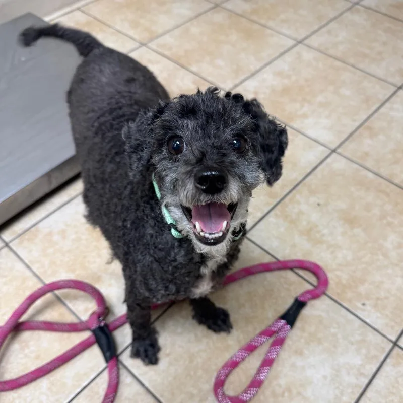An adult small-sized female Bichon Frise dog named Tinkerbell for adoption in Pekin, IL