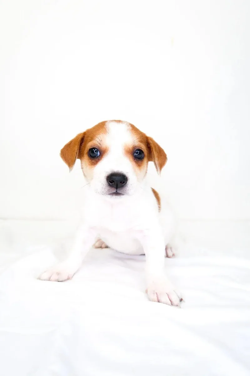 A baby small-sized female White / Cream Terrier dog named Strawberry Daiquri for adoption in Bixby, OK