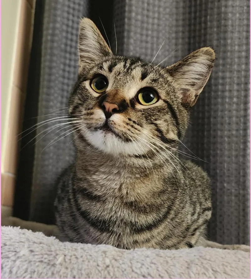 A baby medium-sized female Tabby (Brown / Chocolate) American Shorthair cat named Mccaw for adoption in Mountain Home, AR