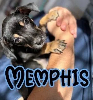 Memphis thumbnail 2