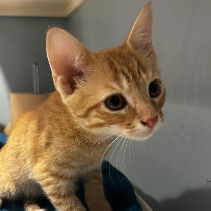 A baby small-sized male Orange / Red Domestic Short Hair cat named Paul Baker for adoption in Chattanooga, TN
