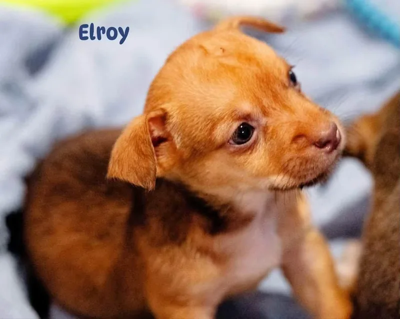 Elroy Jetson