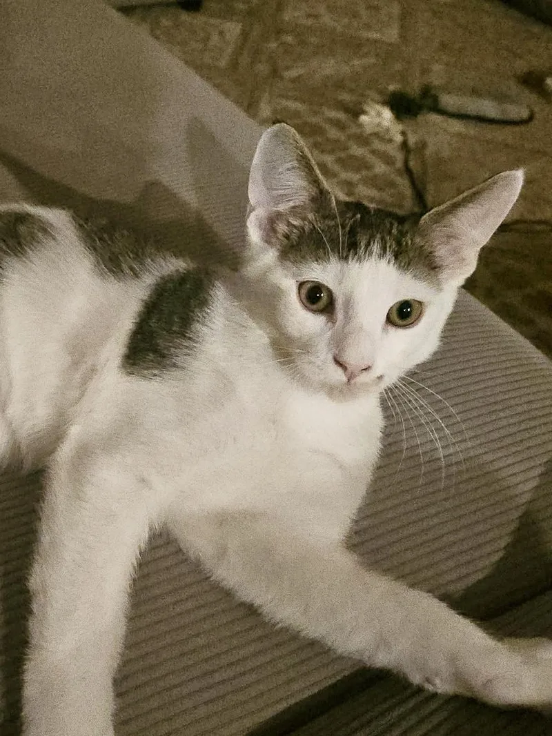 A baby medium-sized male Gray & White Domestic Short Hair cat named Vincent Van Gogh for adoption in Schertz, TX