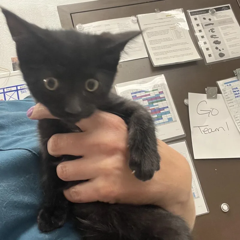 A baby small-sized male Domestic Short Hair cat named Austin for adoption in Durango, CO