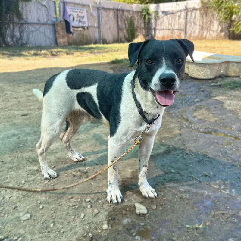 An adult medium-sized male Cattle Dog dog named Barry for adoption in Austin, TX