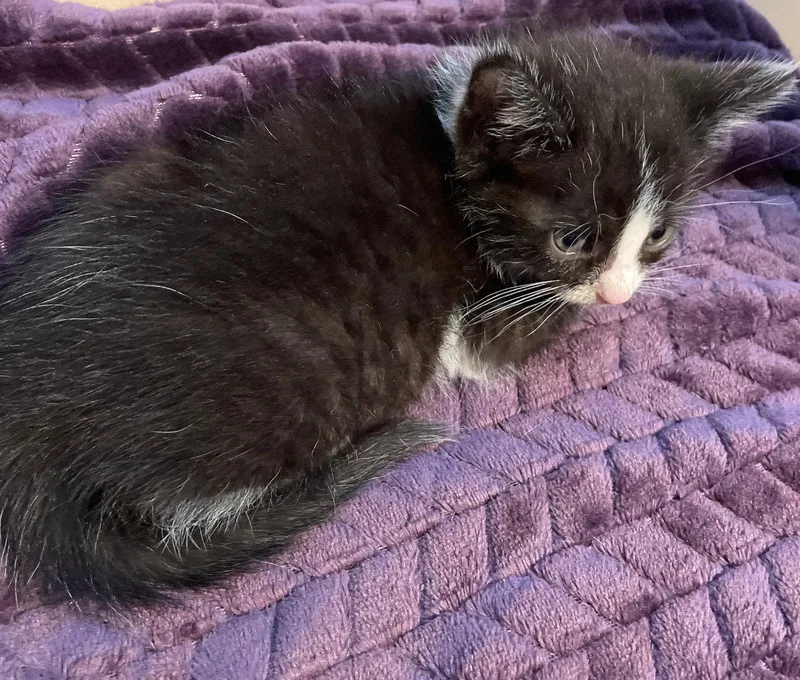 A baby medium-sized male Black & White / Tuxedo Domestic Short Hair cat named Ring for adoption in Island Lake, IL