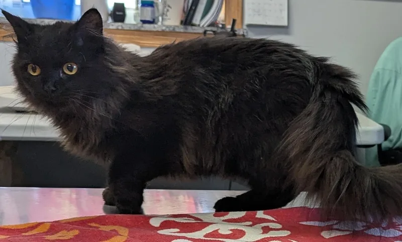 A young medium-sized male Black Domestic Long Hair cat named Waylon for adoption in Mount Vernon, OH