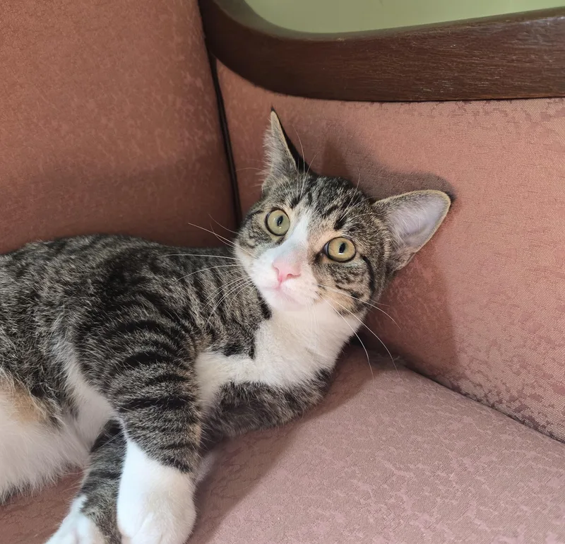 A baby medium-sized male Tabby (Brown / Chocolate) Domestic Short Hair cat named Albert for adoption in Wilmington, NC