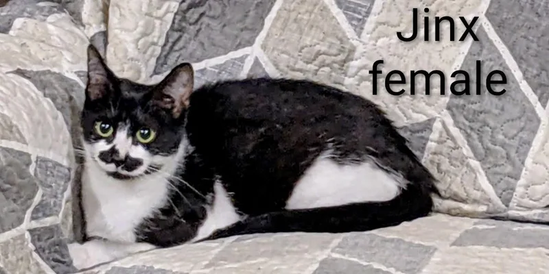 An adult medium-sized female Black & White / Tuxedo Domestic Short Hair cat named Jinx for adoption in Binghamton, NY