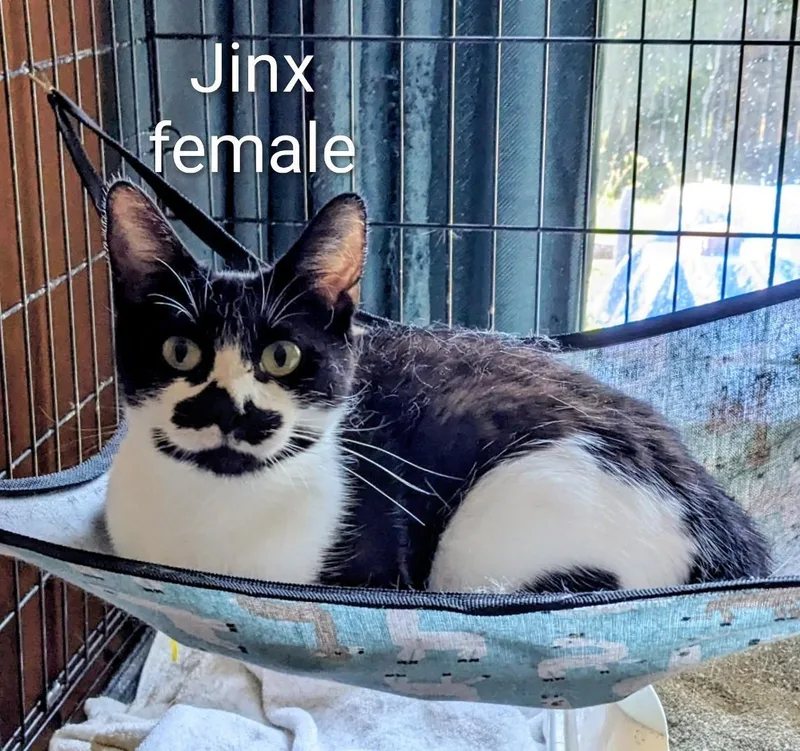 Jinx thumbnail 2