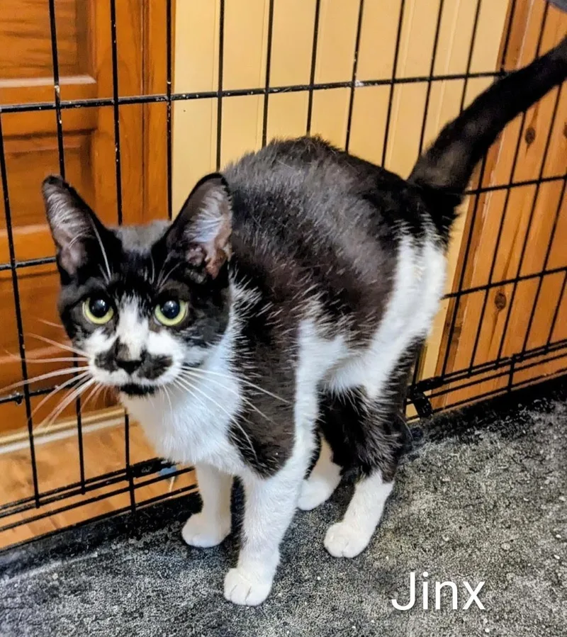 Jinx thumbnail 3