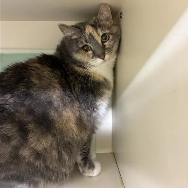 A senior large-sized female Dilute Calico Domestic Short Hair cat named Little Miss Muffet for adoption in Prince Frederick, MD