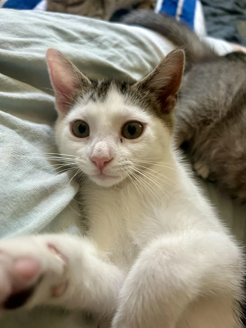 A baby small-sized female White Domestic Short Hair cat named Angie for adoption in Warminster, PA
