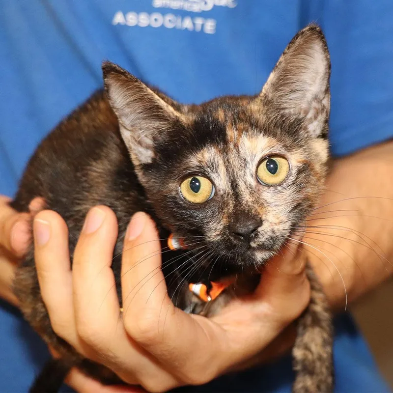 A young small-sized female Domestic Short Hair cat named Pr McKennie for adoption in Port Washington, NY