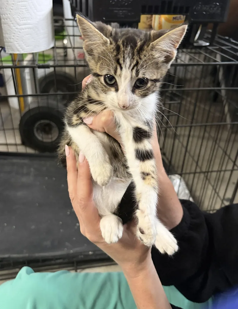 A baby small-sized male Black American Wirehair cat named Murray for adoption in Paulina, LA