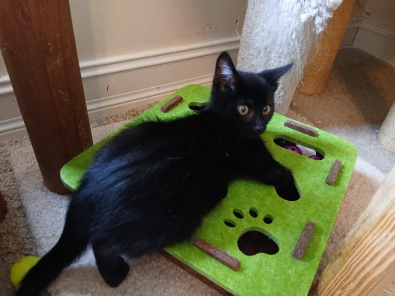 A baby medium-sized male Black Domestic Short Hair cat named Seamus for adoption in Duluth, GA