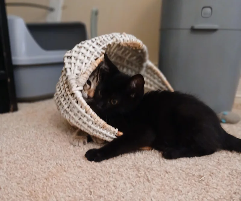 Seamus thumbnail 4