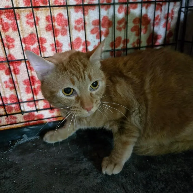 An adult medium-sized male Tabby (Orange / Red) Domestic Short Hair cat named Bean for adoption in MOUNT AIRY, NC